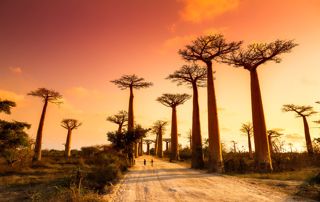allée des baobabs Madagascar