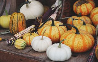 citrouilles blanches jaunes oranges